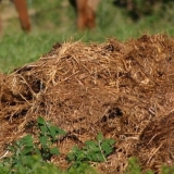 Prednosti i štete svinjskog gnojiva kao gnojiva